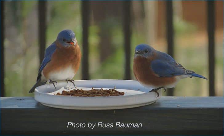  A spoonful of heaven in every bite: Eastern Bluebird Pudding