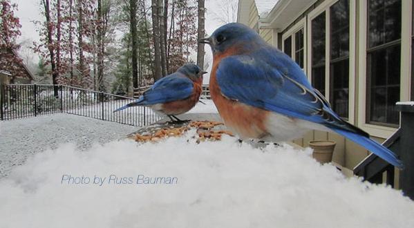  Just like the Eastern bluebird, this pudding is a delight to the eyes